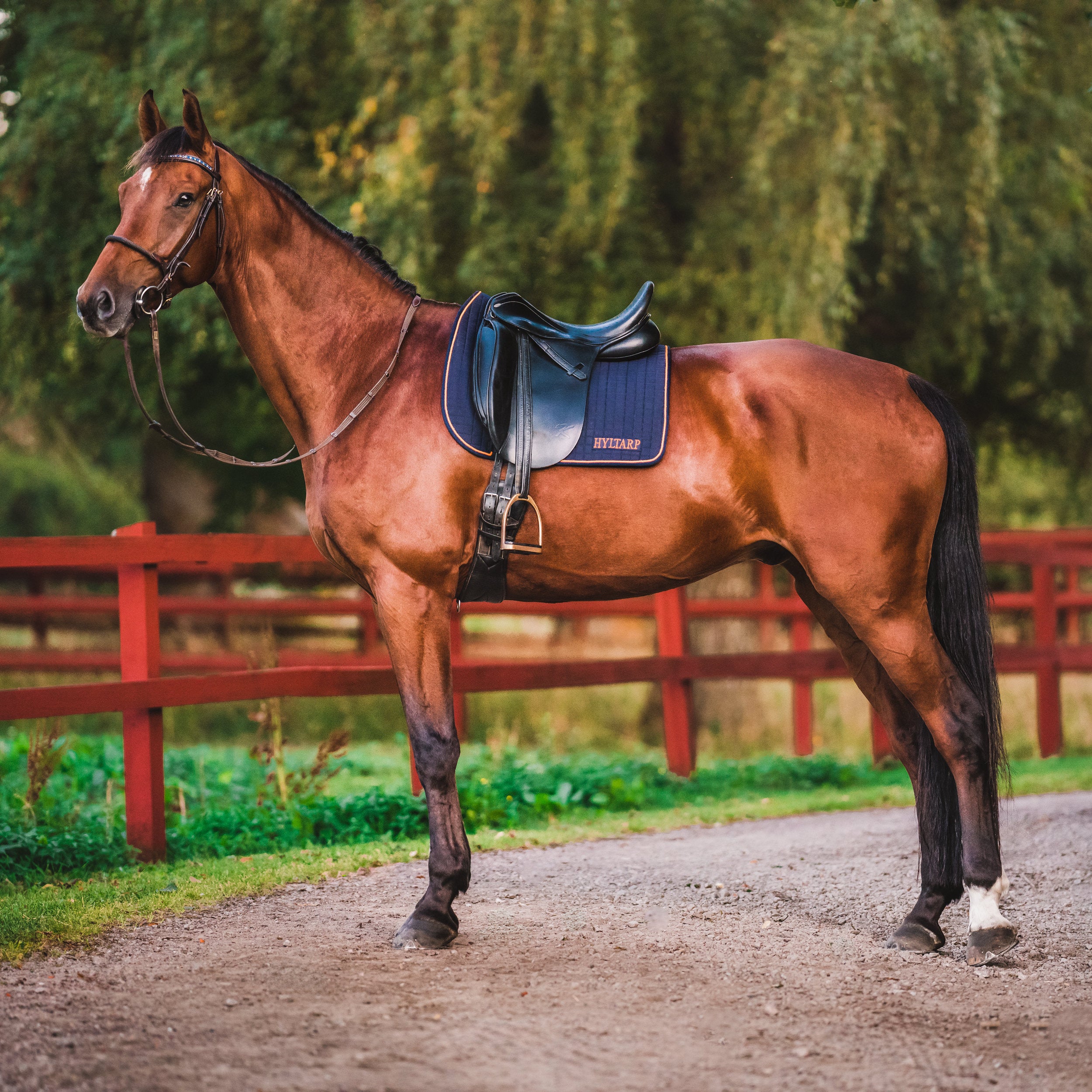 Hyltarp Dressyrschabrak Blå