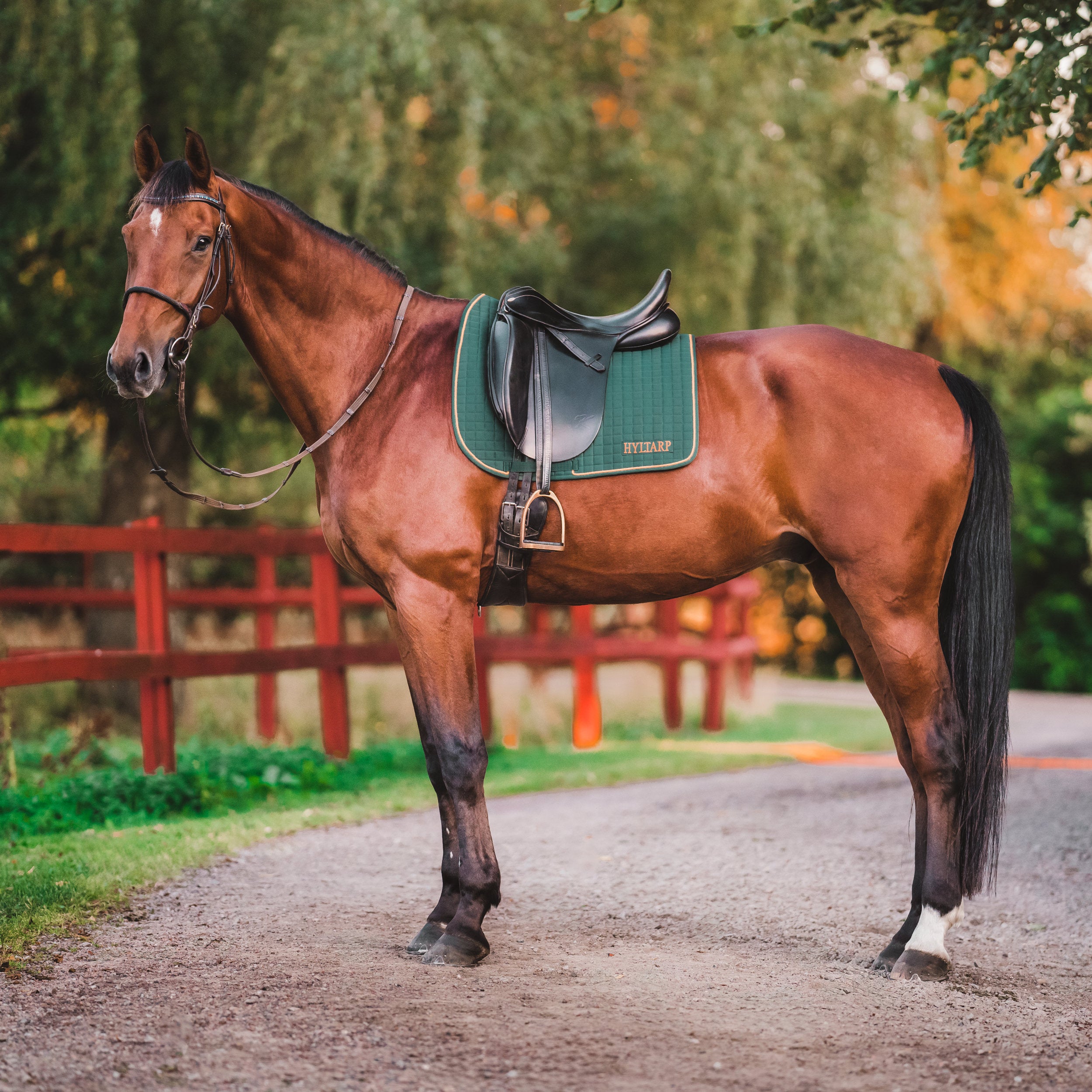 Hyltarp Dressyrschabrak Grön