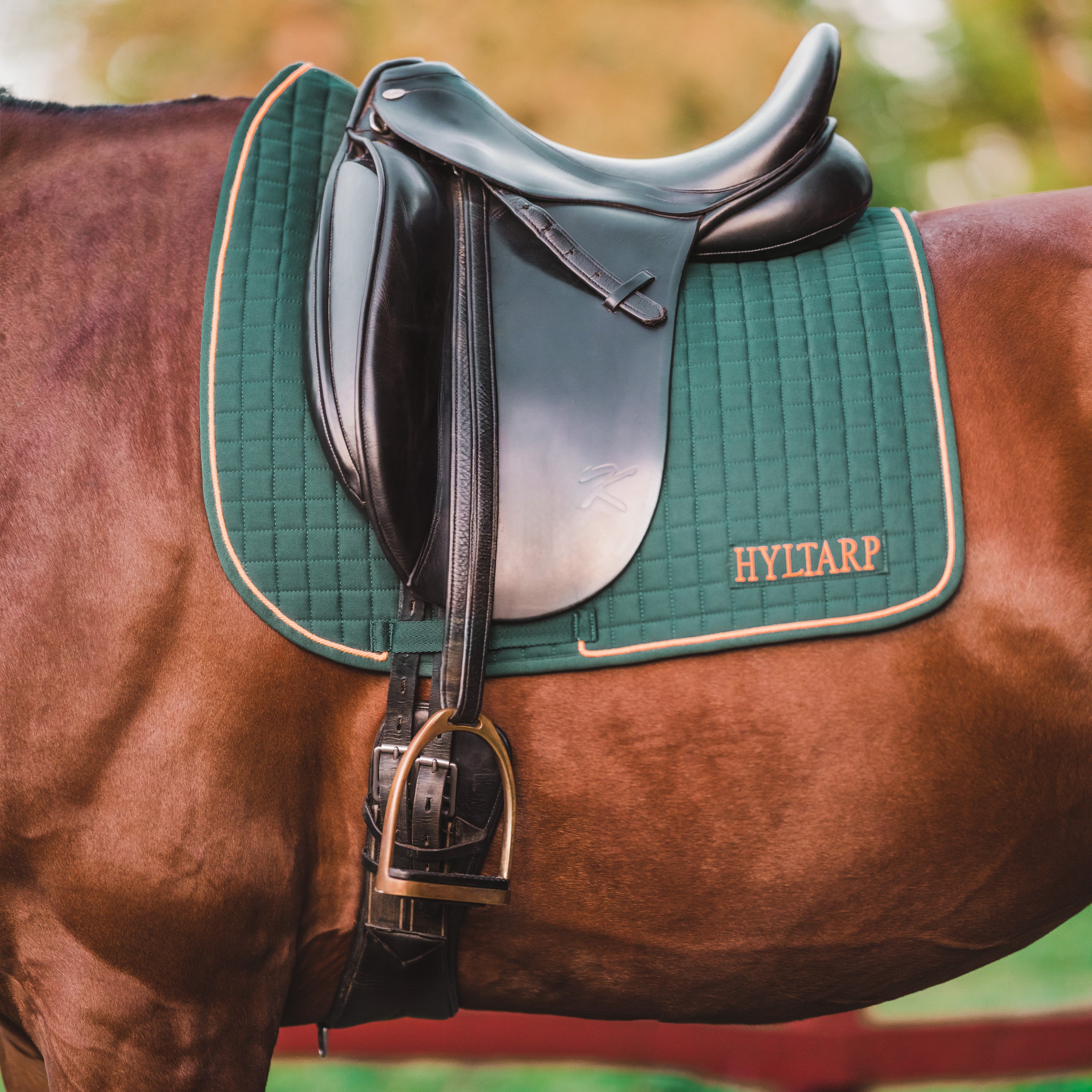 Hyltarp Dressyrschabrak Grön