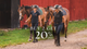 Saddle Pad Sale