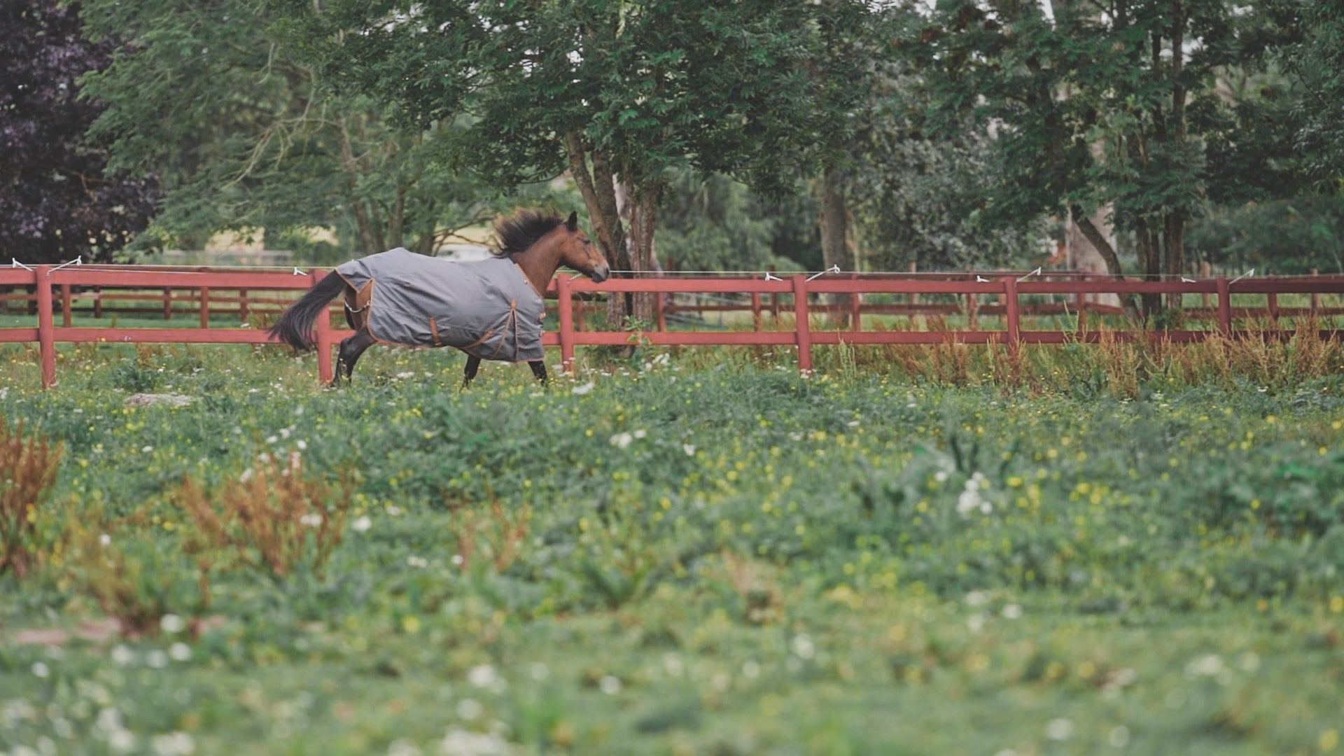 Turnout Rug Dusty 0 gram