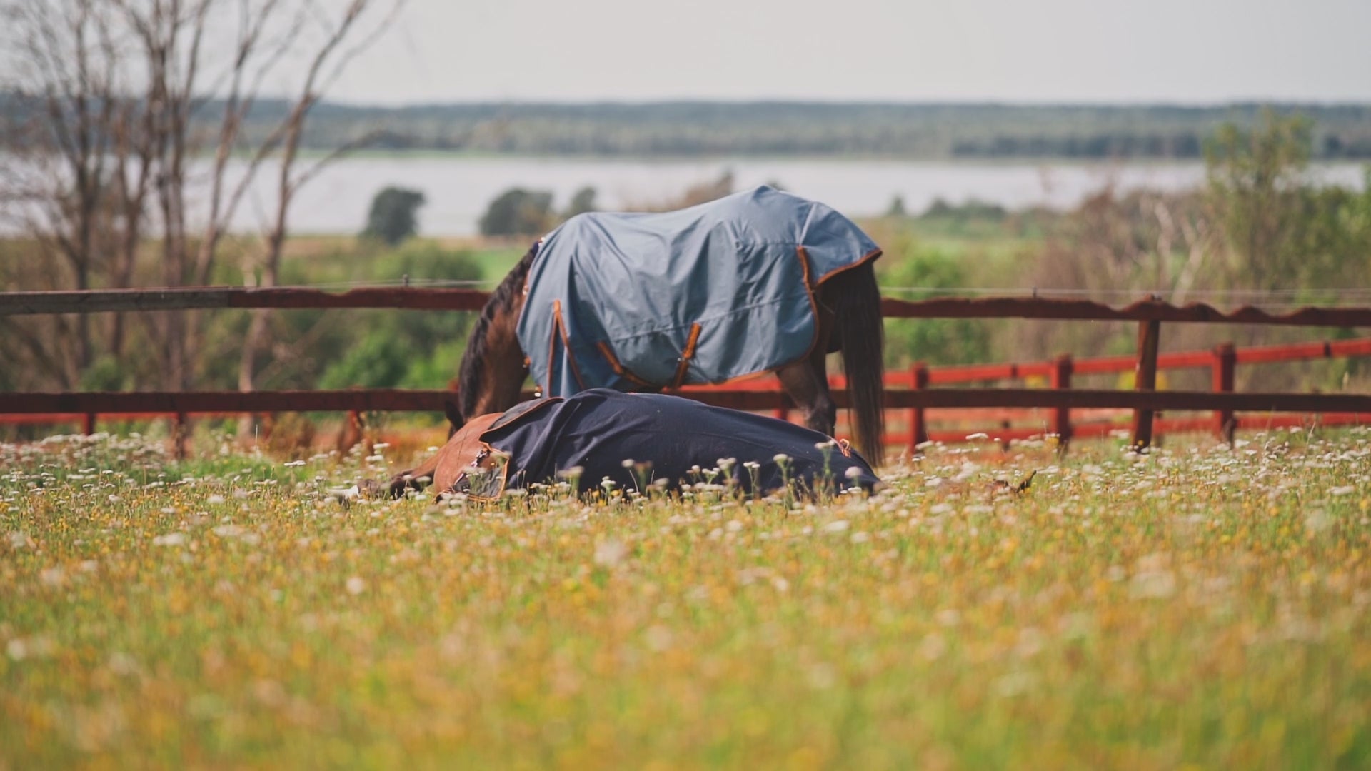 Turnout Rug Dusty 0 gram